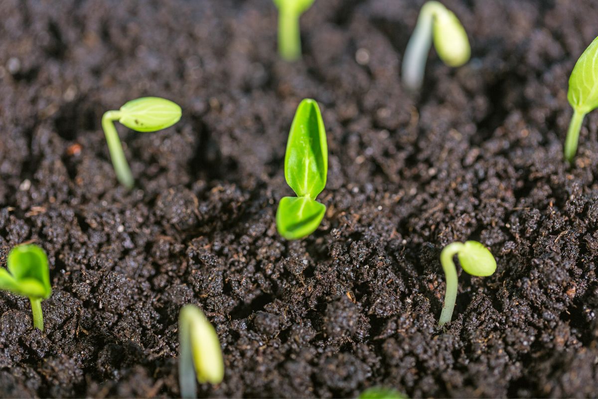 Agricultura Ecológica en Cantabria - Finca La Maquila