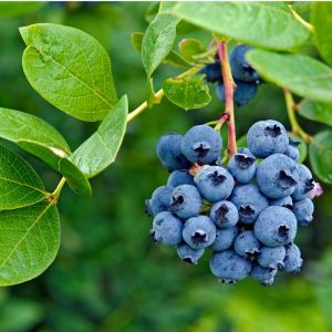 Pack frutal ecológico: Kiwi Jenny + Arándano Sunshine Blue