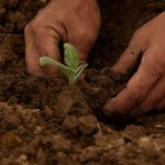 Agricultura ecológica en Cantabria