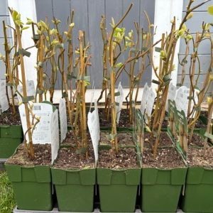 Kiwi variedad Actinidia deliciosa ‘Jenny’  ECO