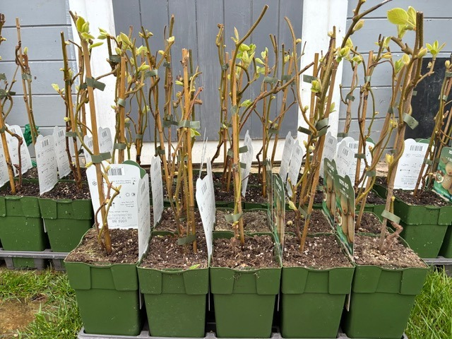 Kiwi variedad Actinidia deliciosa 'Jenny' ECO