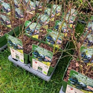 Arándano Blue Dessert  ECO