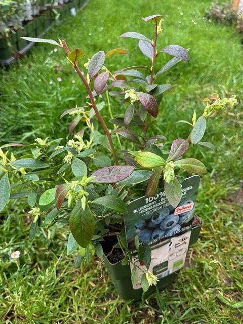 Arándano Sunshine Blue ECO Maceta 1,5L - Imagen 3