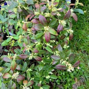 Arándano Sunshine Blue ECO Maceta 1,5L