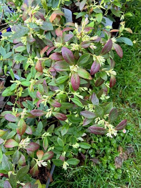 Arándano Sunshine Blue ECO Maceta 1,5L - Imagen 2