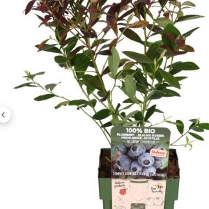 Arándano Sunshine Blue ECO Maceta 1,5L