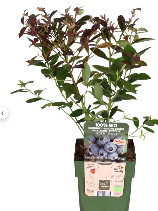 Arándano Sunshine Blue ECO Maceta 1,5L