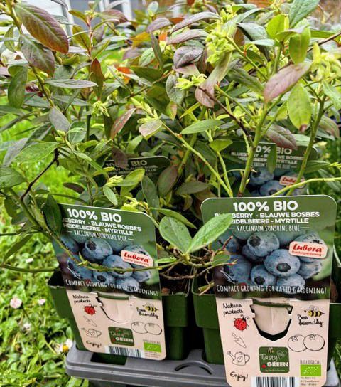 Arándano Sunshine Blue ECO Maceta 1,5L - Imagen 4